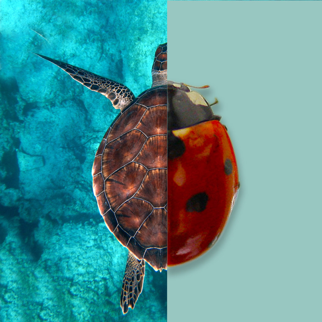 tartaruga marina/coccinella⁠ ACQUA/ARIA